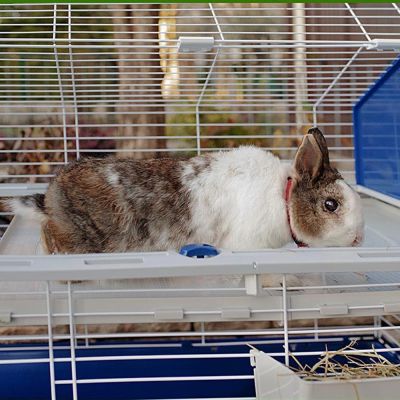 3. FERPLAST Barn 100 - Käfig für Meerschweinchen und Kaninchen