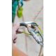 5. Edelrid JUL 2 Stahl