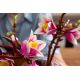 15. LEGO Botanicals 11510 - Magnolienzweige