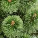4. Weihnachtsbaum-Linie Klara Split 50 cm