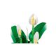20. LEGO Botanical 11504 Spathiphyllum in einem Topf