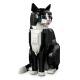 5. LEGO Ideas 21349 Schwarz-weiße Katze