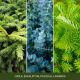 2. Mittlere Kerze SHIMMERING CHRISTMAS TREE YANKEE