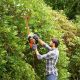 13. Elektrische Gartenschere 55 cm BEHTS401 BLACK+DECKER