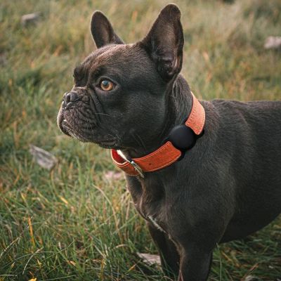 5. Wozinsky WEA-01 Apple AirTag Silikonhülle für Hunde- oder Katzenhalsbänder – Schwarz