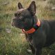 5. Wozinsky WEA-01 Apple AirTag Silikonhülle für Hunde- oder Katzenhalsbänder – Schwarz