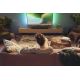9. Philips 5300 Serie TAB5309/10 Lautsprechermodul Grau 2.1 Kanäle 120 W
