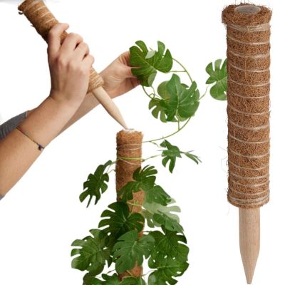 Kokosnuss-Pflanzenstütze 30 cm PROGARDEN