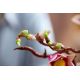 13. LEGO Botanicals 11510 - Magnolienzweige