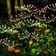 13. Solarlampe Löwenzahnbaum Feuerwerk 72 cm 60 LED