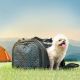 8. Rockbros 30140028001 Transport-Fahrradtasche für Katzen und Hunde – Schwarz