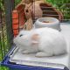 10. FERPLAST Rabbit 120 - Kaninchenkäfig