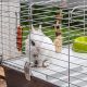 8. FERPLAST Rabbit 100 - Kaninchenkäfig