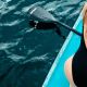 5. VIRTUFIT SUP SURFER 305 BOARD MIT SEGEL UND ZUBEHÖR SCHWARZ