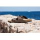 14. Birkenstock Arizona Bs M 0151181 Flip-Flops
