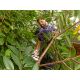 6. Elektrische Gartenschere 55 cm BEHTS401 BLACK+DECKER