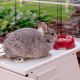 7. FERPLAST Rabbit 140 plus - Kaninchenkäfig (faltbar)
