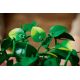 15. LEGO Botanische Kollektion 11512 – Hängendes Gold-Epipremnum