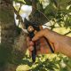 2. Fiskars Plus SmartFit P541 Bypass-Gartenschere, Schwarz, Orange