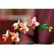 7. LEGO Botanische Kollektion 10343 - Kleine Orchidee