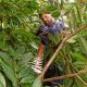 15. Elektrische Gartenschere 55 cm BEHTS401 BLACK+DECKER