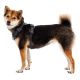 6. Ruffwear 30503-042M Hundegeschirr / Katzengeschirr M Grau Nylon, Polyester Hund Nicht dehnbares Geschirr