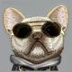 9. Nimmy Glasses Cool Dog iPhone 16 Hülle - Grau