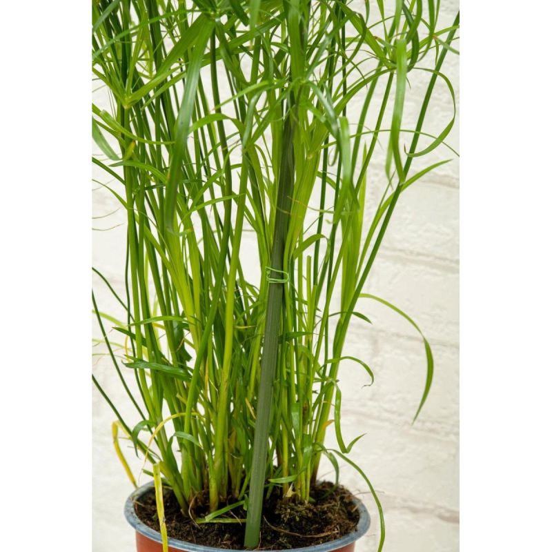 6. KINZO Pflanzenstützstangen, 6 Stück, 50–80 cm