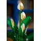 23. LEGO Botanical 11504 Spathiphyllum in einem Topf