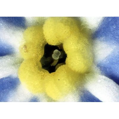 13. Delta Optical BioLight 100 Mikroskop (blau)