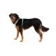 7. Ruffwear 30503-355S1 Hunde-/Katzengeschirr XS Grün Nylon, Polyester Hundegeschirr (nicht dehnbar)