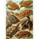 2. Good Loot Fantasie-Puzzle: Ernst Haeckel Chelonia – Meeresschildkröten, 1000 Teile