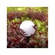 8. GreenBlue GB121 Solarlampe
